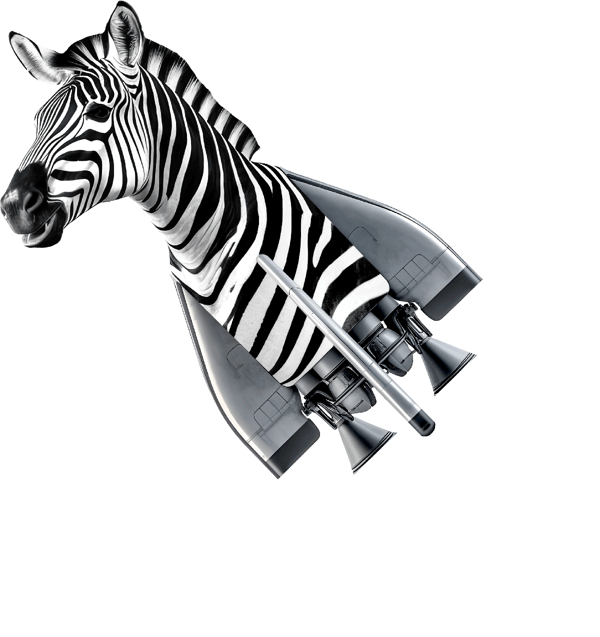Zebra Illustration